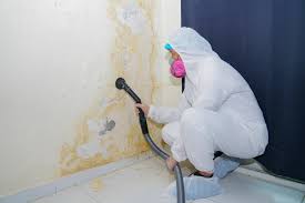 Why You Should Choose Our Mold Remediation Services in Carpendale, WV